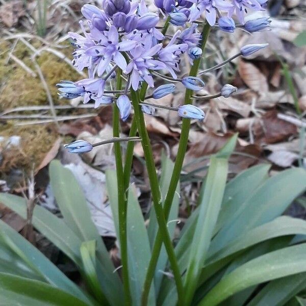 Scilla lilio-hyacinthus Flower