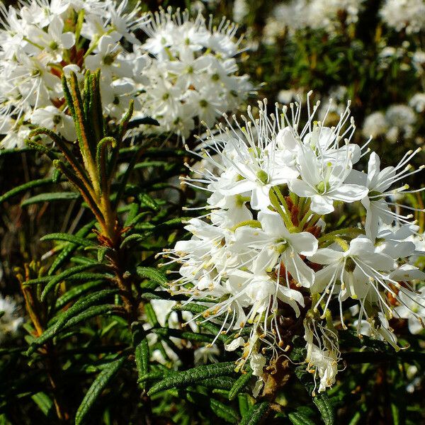 Rhododendron tomentosum Blomst