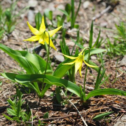 Erythronium grandiflorum Costuma