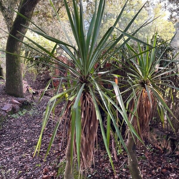 Yucca flaccida Leaf