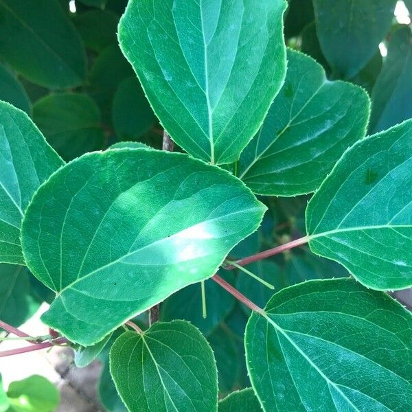 Actinidia arguta Blad