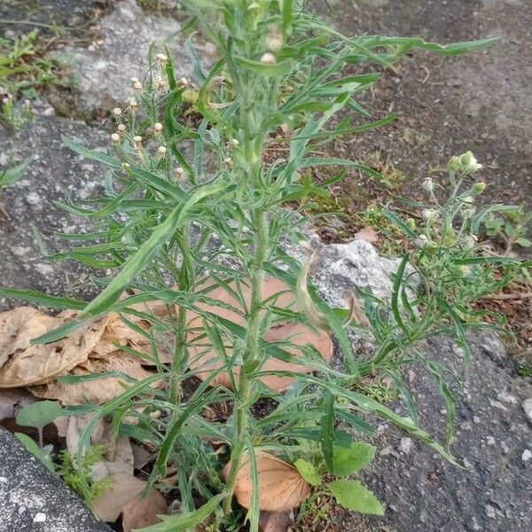 Erigeron bonariensis 形态