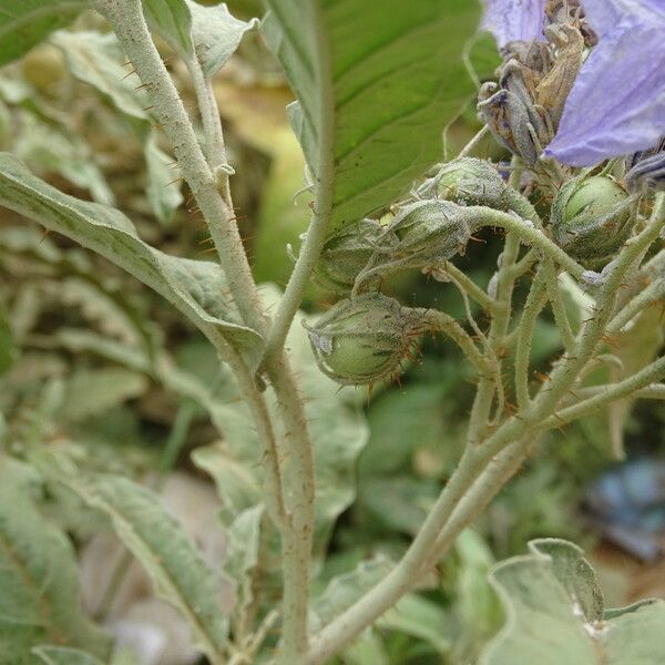 Solanum elaeagnifolium Hedelmä