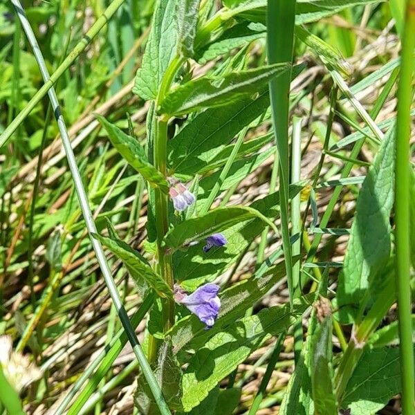 Scutellaria galericulata Elinympäristö