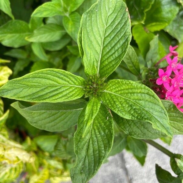 Pentas lanceolata Feuille