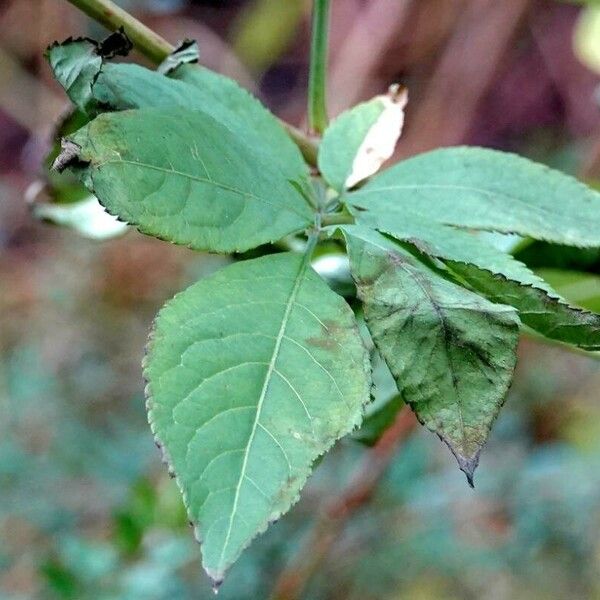 Sambucus canadensis Folha