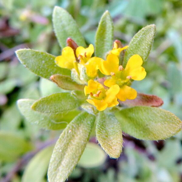 Alyssum alyssoides Цветок