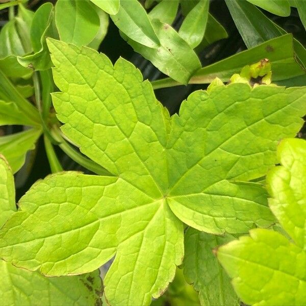 Geranium nodosum Feuille