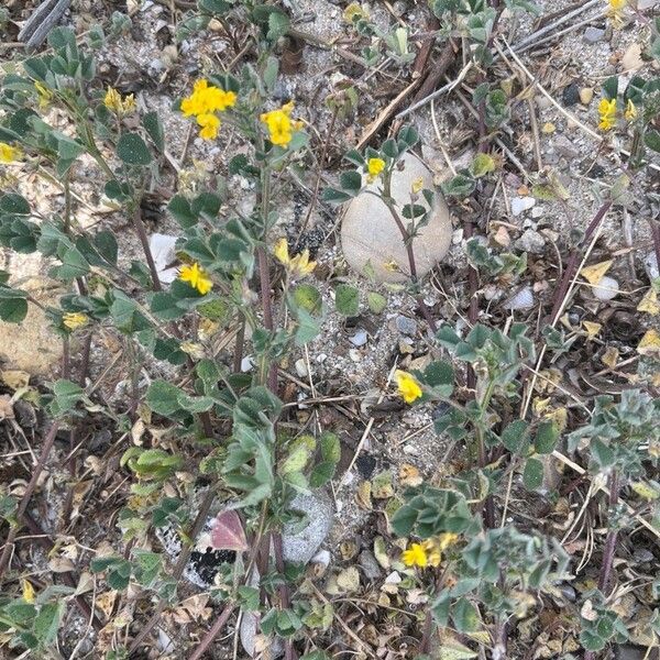 Medicago littoralis Kukka