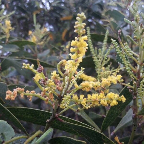 Acacia spirorbis Flower