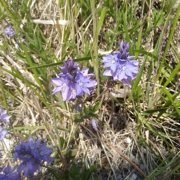 Veronica teucrium Квітка