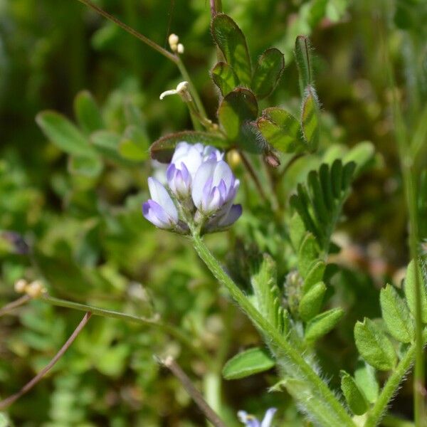 Biserrula pelecinus 花