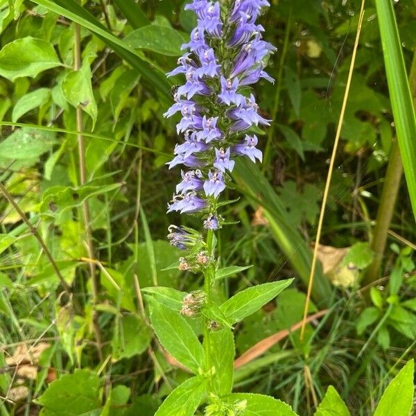 Lobelia siphilitica Žiedas