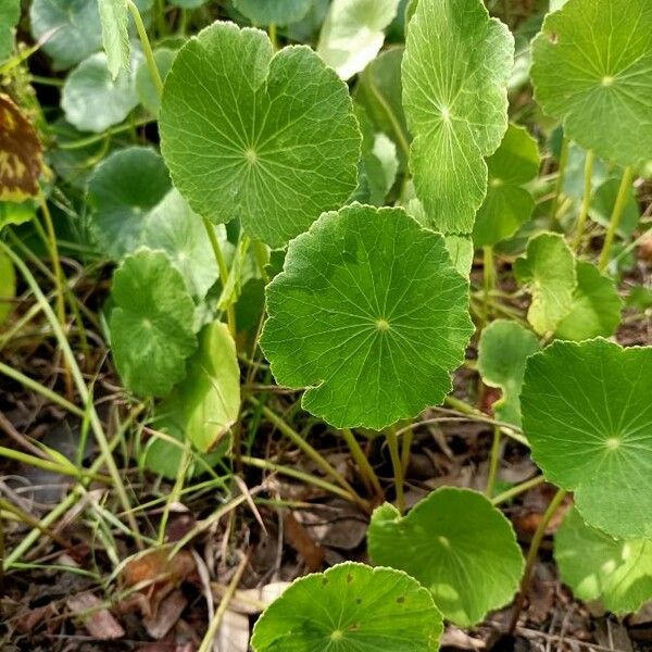 Hydrocotyle umbellata Leaf