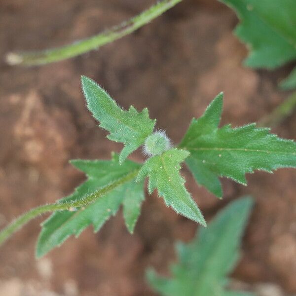 Tridax procumbens Leht