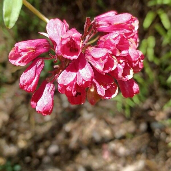 Bomarea salsilla ফুল