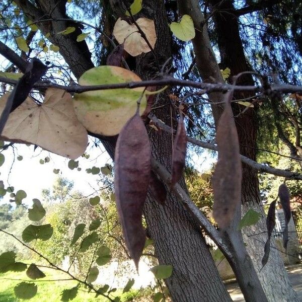 Cercis siliquastrum Fruit