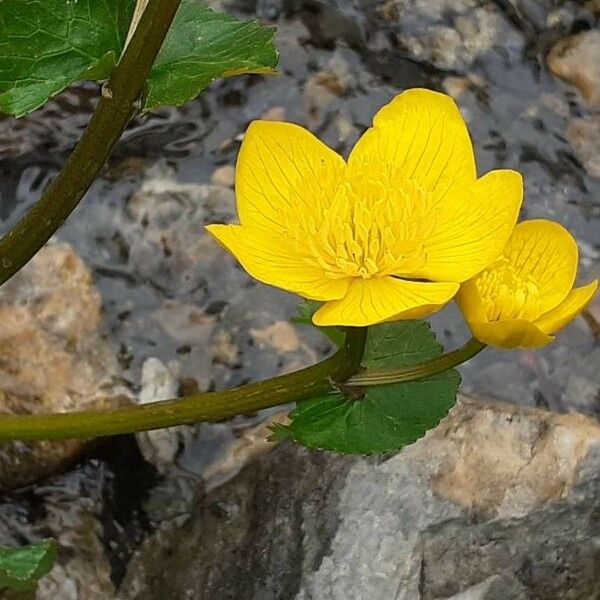 Caltha palustris Λουλούδι