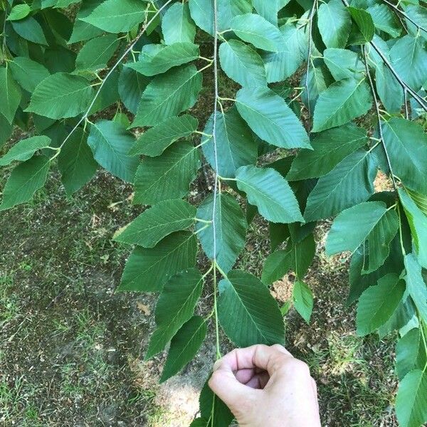 Betula lenta Φύλλο