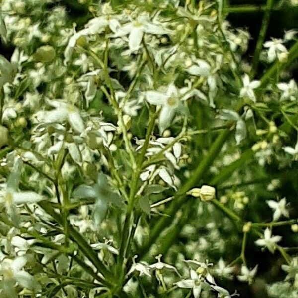 Galium album Blomma