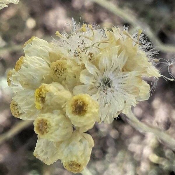 Helichrysum stoechas Floro