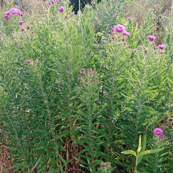 Symphyotrichum novae-angliae Habitat