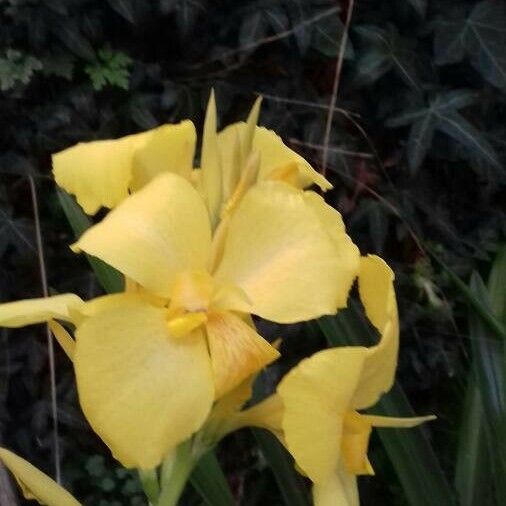 Canna glauca Flor