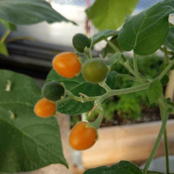 Solanum abutiloides Meyve