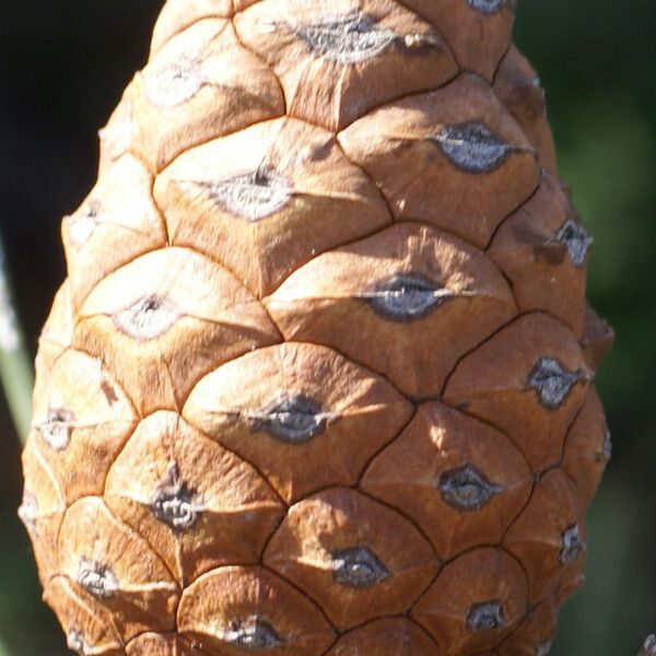 Pinus brutia Frugt