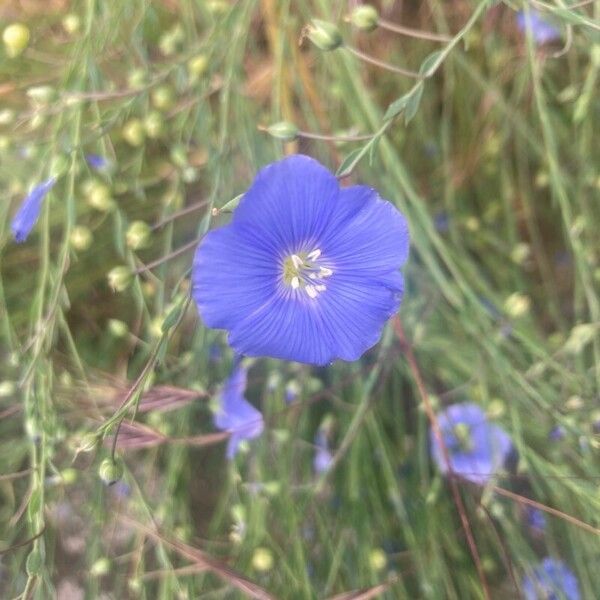 Linum perenne Flower