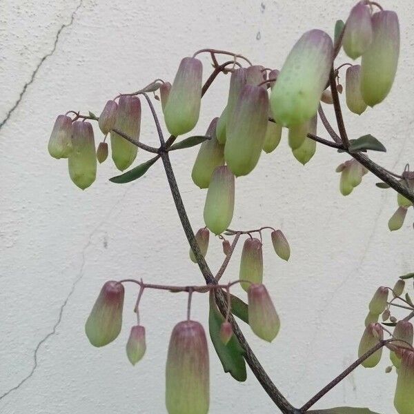 Bryophyllum pinnatum Flower