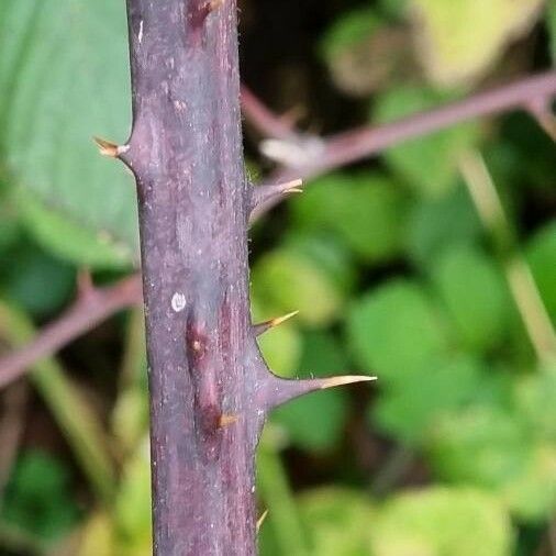 Rubus idaeus Bark