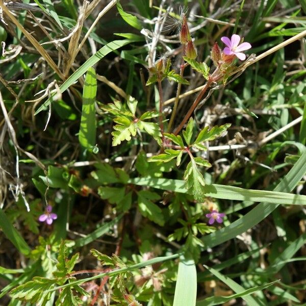 Geranium purpureum 整株植物