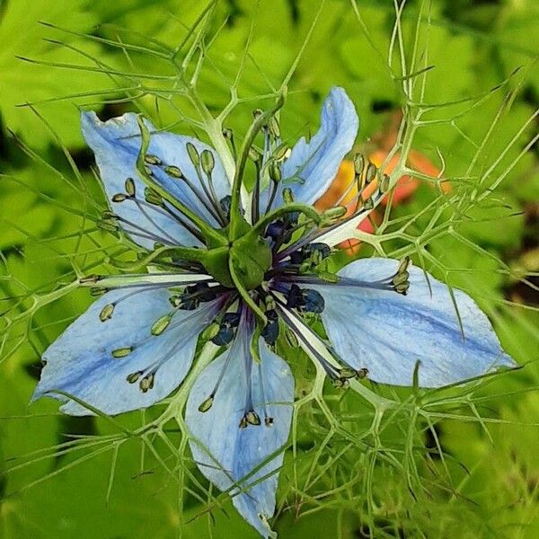 Nigella sativa ফুল