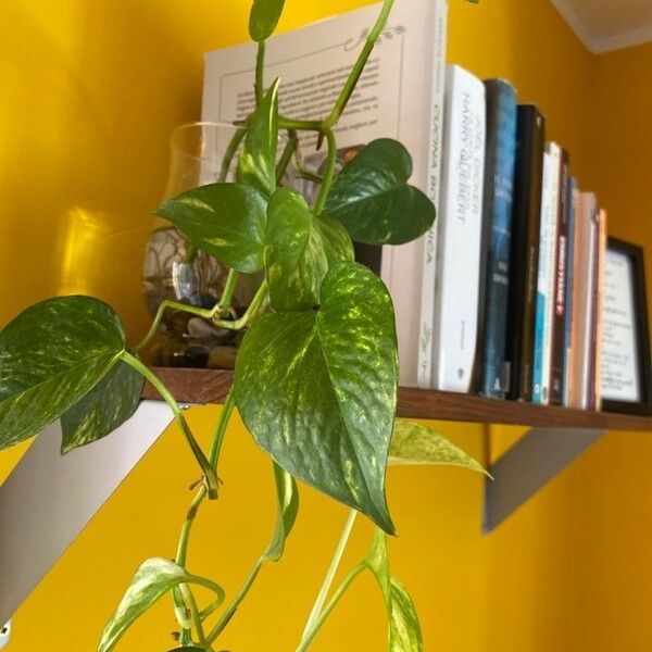 Epipremnum aureum पत्ता