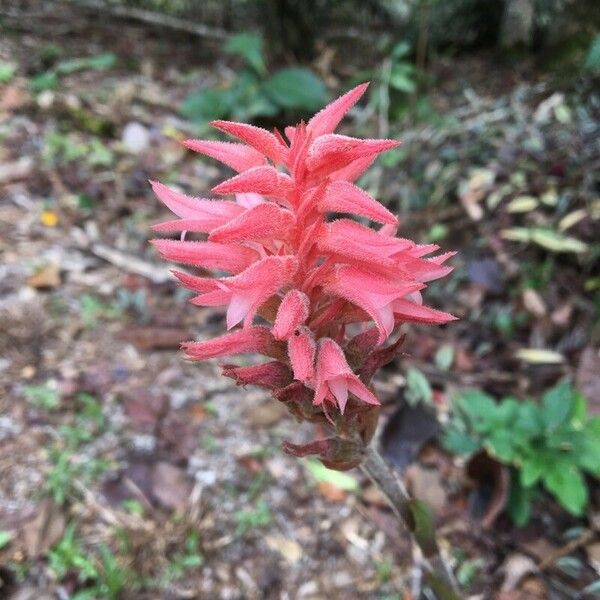 Sacoila lanceolata Flower