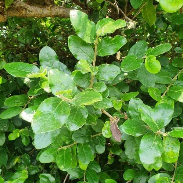 Dovyalis abyssinica Leaf