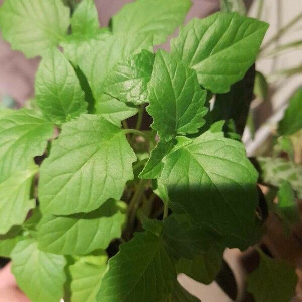 Physalis philadelphica Lapas