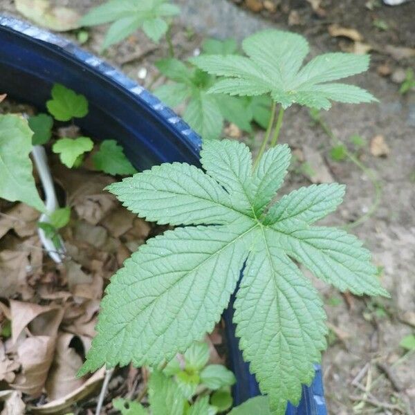 Hydrastis canadensis Foglia