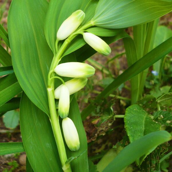 Polygonatum odoratum Кветка