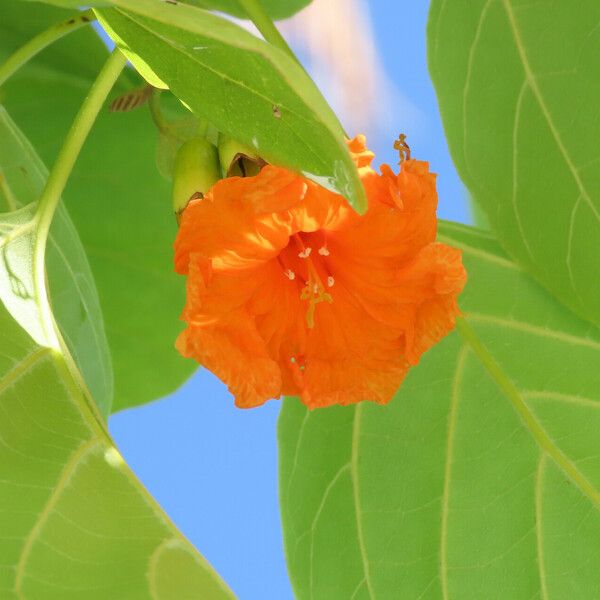 Cordia subcordata 花