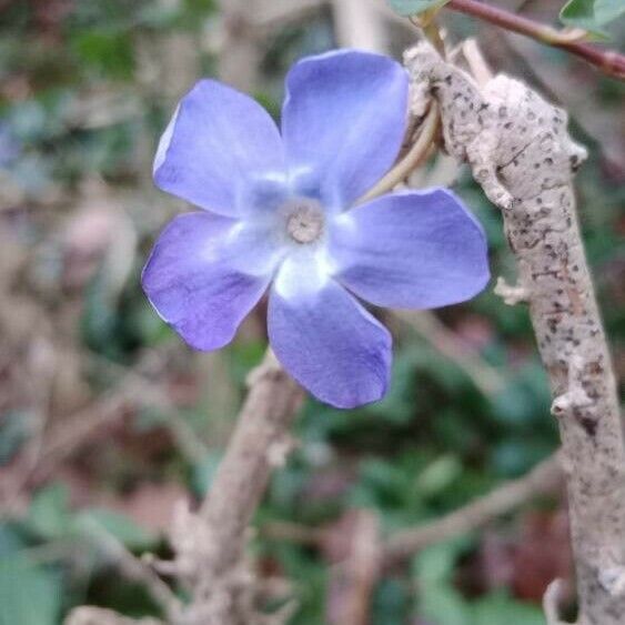 Vinca minor Žiedas