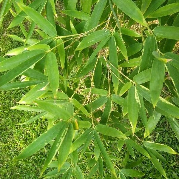 Arundinaria gigantea Folha