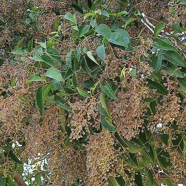 Ligustrum japonicum Cvet