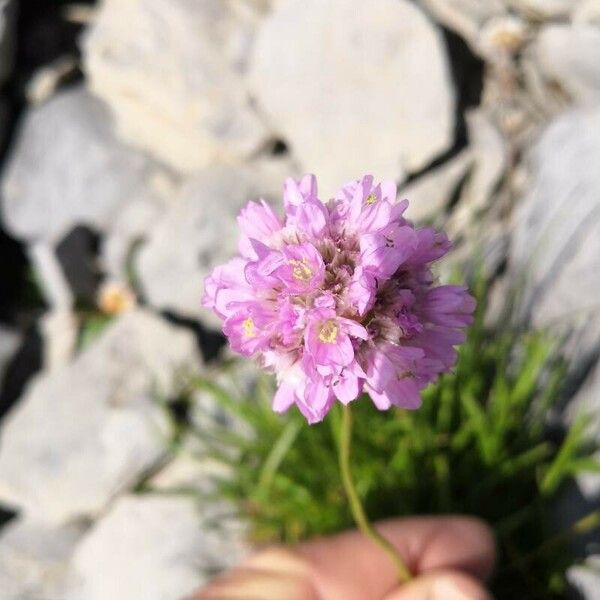 Armeria alpina Blomma