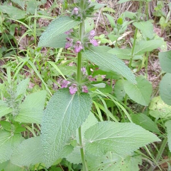 Stachys alpina Агульны выгляд