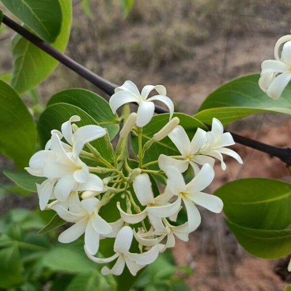 Holarrhena pubescens Flower