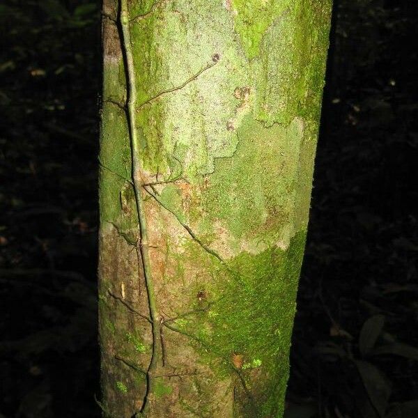 Myrcia decorticans Bark