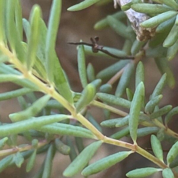 Hypericum empetrifolium Blatt