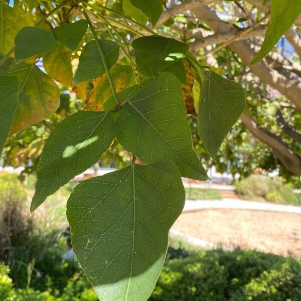 Erythrina caffra 葉